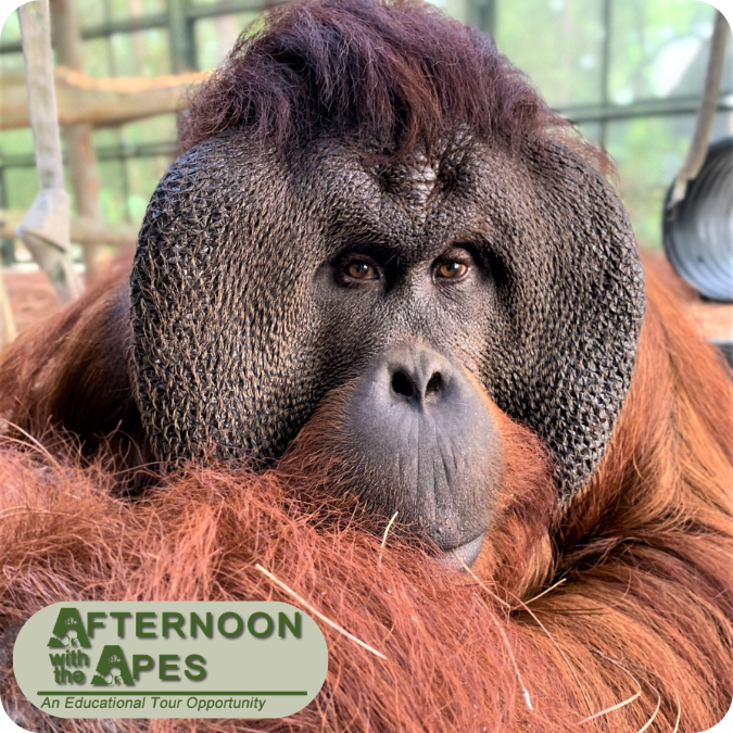 Afternoon With The Apes - April 2026 Tour - logo