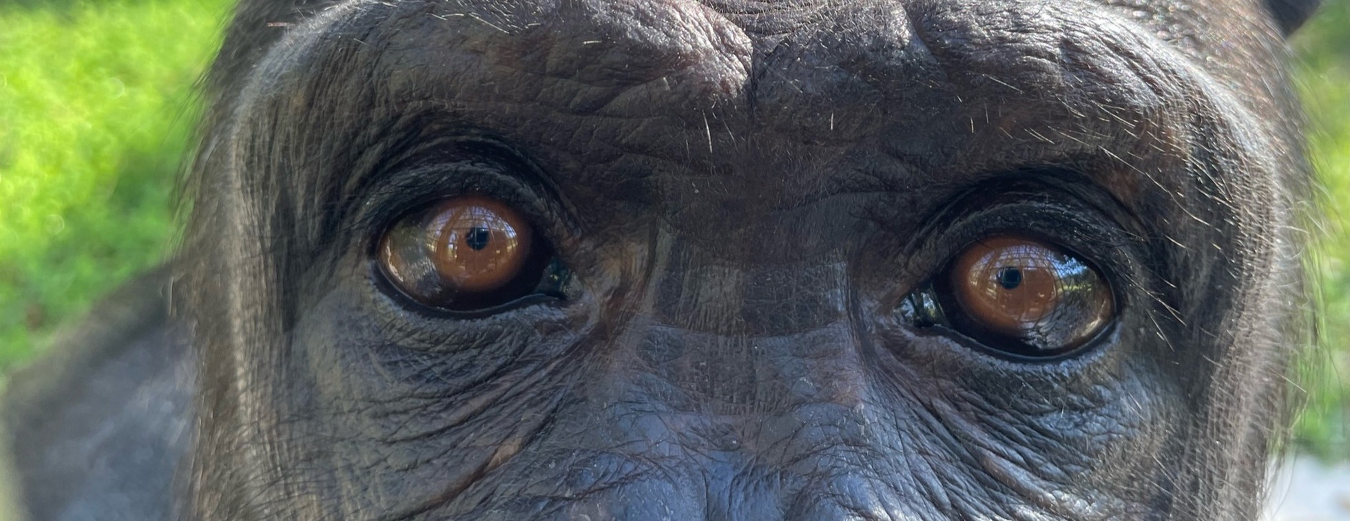 Afternoon With The Apes - December 17, 2026 Tour